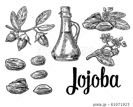 Jojoba fruit with glass jar. Hand drawn vector 61071925