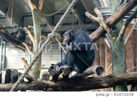 Chimpanzee in Copenhagen Zoo 61072038