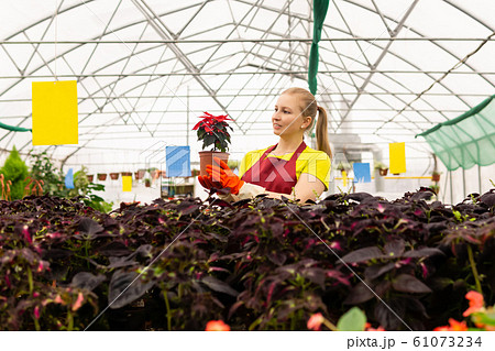 woman florist in a greenhouse with houseplants woman florist in a greenhouse with houseplants 61073234