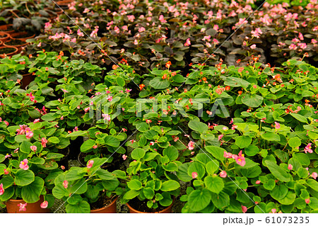 background - many pots with pink and red begonias background - many pots with pink and red begonias 61073235
