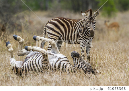 Plains zebra in Kruger National park 61073368