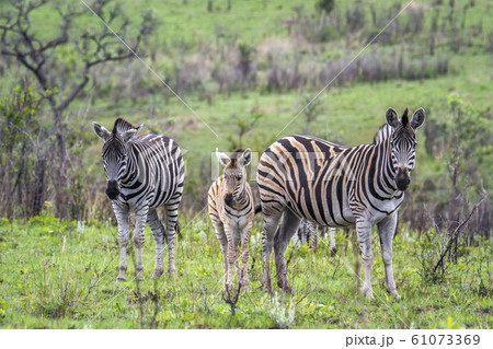 Plains zebra in Kruger National park, South Africa 61073369