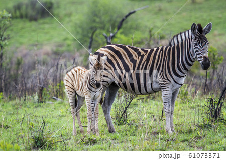 Plains zebra in Kruger National park, South Africa 61073371