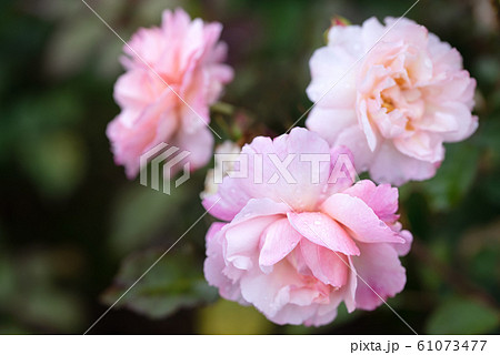 Close up of beauty pink rose with glossy waterdrops isolated on black background 61073477