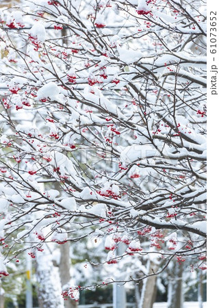 雪が積もるななかまどの赤い実 雪が積もるななかまどの赤い実 61073652