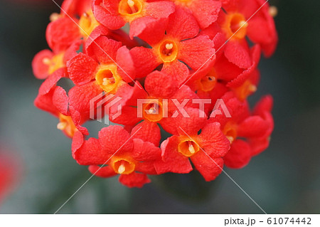 ベニマツリ  Panama-rose 61074442
