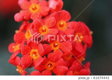 ベニマツリ  Panama-rose 61074443
