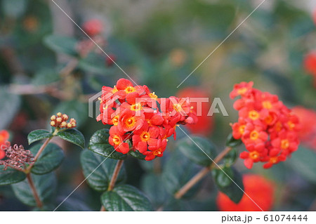 ベニマツリ  Panama-rose 61074444
