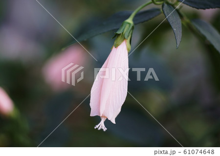 ウナズキヒメフヨウ Sleeping Hibiscus ウナズキヒメフヨウ Sleeping Hibiscus 61074648