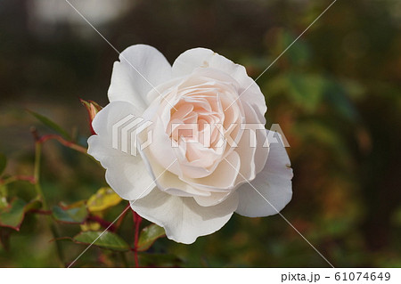 バラ(薔薇) Rose バラ(薔薇) Rose 61074649