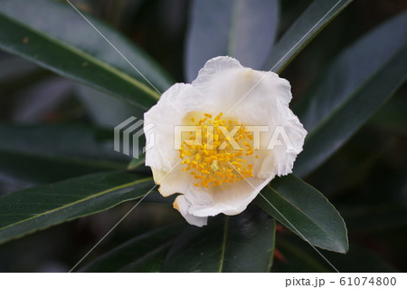 タイワンツバキ Gordonia axillaris 61074800