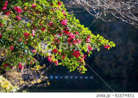 間瀬湖 ツバキ 本庄市児玉 間瀬湖 ツバキ 本庄市児玉 61074851