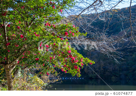 間瀬湖　ツバキ　本庄市児玉 61074877