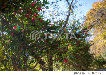 間瀬湖　ツバキ　本庄市児玉 61074878