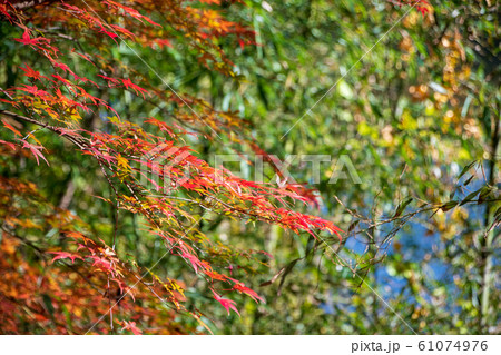 間瀬湖　湖畔の紅葉　本庄市児玉 61074976