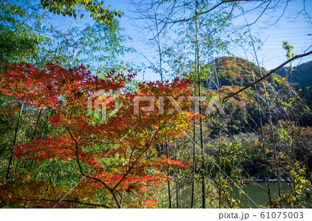 間瀬湖 湖畔の紅葉 本庄市児玉 間瀬湖 湖畔の紅葉 本庄市児玉 61075003