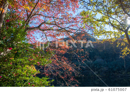 間瀬湖 湖畔の紅葉 本庄市児玉 間瀬湖 湖畔の紅葉 本庄市児玉 61075007
