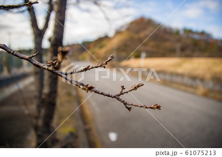 福島県泉崎 桜のつぼみ 福島県泉崎 桜のつぼみ 61075213