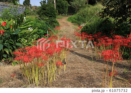 彼岸花の小道　（浜名湖） 61075732