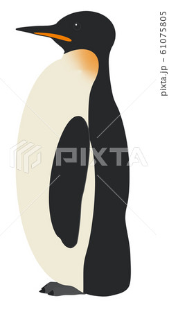 皇帝ペンギン 61075805