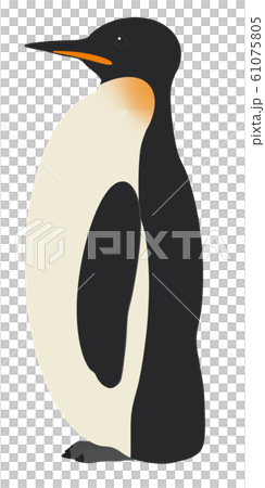 Emperor Penguin 61075805