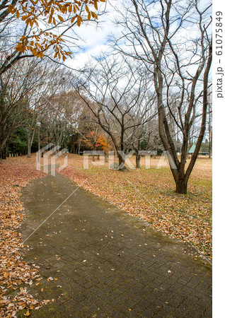 12月正午過ぎ栃木県宇都宮市清原南公園の落葉の風景 61075849