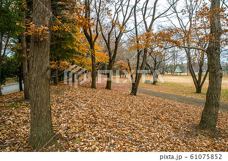 12月正午過ぎ栃木県宇都宮市清原南公園の落葉の風景 61075852