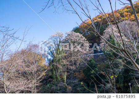 間瀬湖 湖畔 本庄市児玉 間瀬湖 湖畔 本庄市児玉 61075895