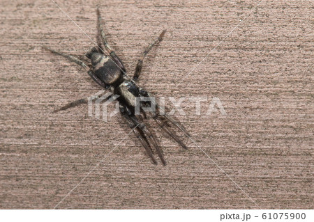 生き物 蜘蛛 シノノメトンビグモ のどかな名前 名前に似合わずすばしこく地面を這いまわりますの写真素材