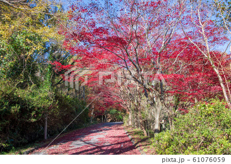 間瀬湖　湖畔の紅葉　本庄市児玉 61076059