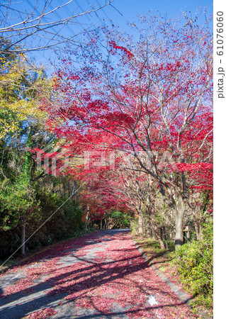 間瀬湖　湖畔の紅葉　本庄市児玉 61076060