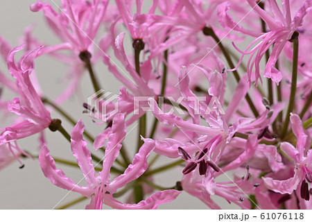 ピンクのダイヤモンドリリーの花 ピンクのダイヤモンドリリーの花 61076118