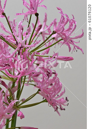 ピンクのダイヤモンドリリーの花 61076120