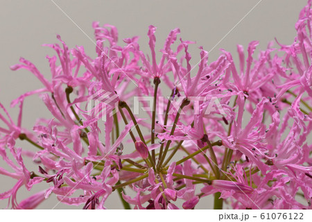 ピンクのダイヤモンドリリーの花 ピンクのダイヤモンドリリーの花 61076122