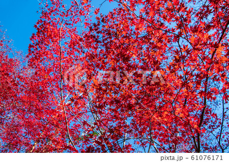 間瀬湖　湖畔の紅葉　本庄市児玉 61076171