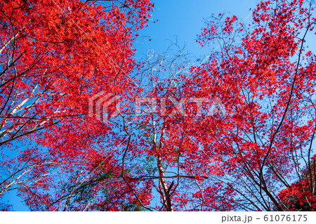 間瀬湖 湖畔の紅葉 本庄市児玉 間瀬湖 湖畔の紅葉 本庄市児玉 61076175