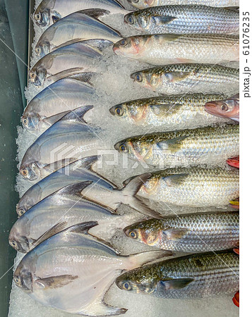 White pomfret or Silver pomfret in the ice tray at market White pomfret or Silver pomfret in the ice tray at market 61076235