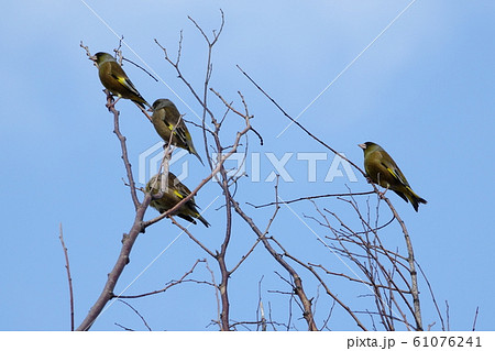 カワラヒワ 61076241