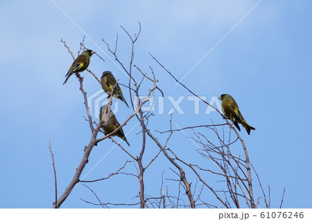 カワラヒワ 61076246