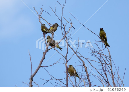 カワラヒワ 61076249