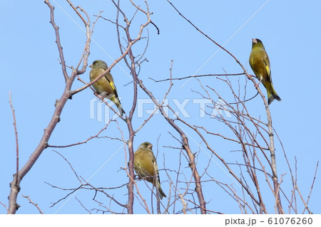 カワラヒワ 61076260