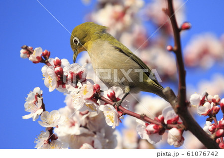 ピンク色の梅の花とメジロ の写真素材