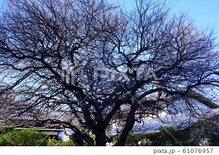 桜の木　冬　絵 積雪 木 桜の木 冬のイラスト素材 - PIXTA