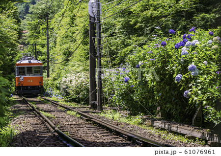 （神奈川県）箱根登山鉄道　あじさい電車 61076961