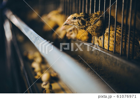 quail bird farm egg cage organic animal poultry quail bird farm egg cage organic animal poultry 61076971