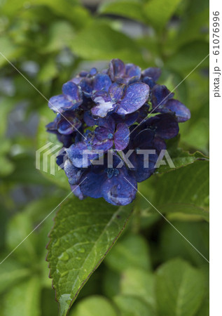雨に濡れる紫陽花 61076996
