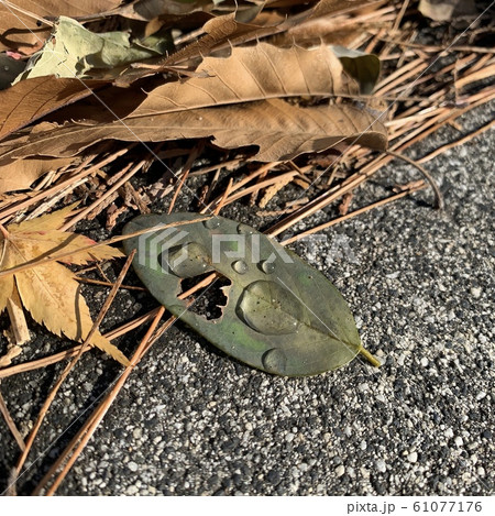 水滴 落葉 冬 61077176