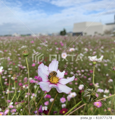 コスモス 蜂蜜 着 61077178