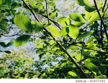 緑 緑色 葉っぱ 61077181