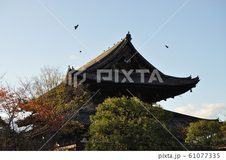 東寺の金堂 東寺の金堂 61077335